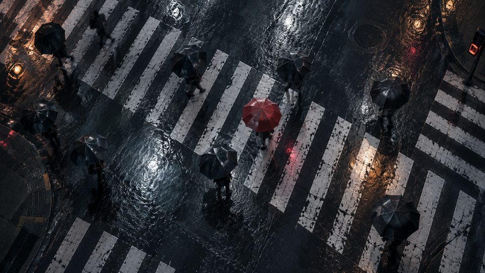 Rain darkened crossing stripes and umbrellas seen from high above.